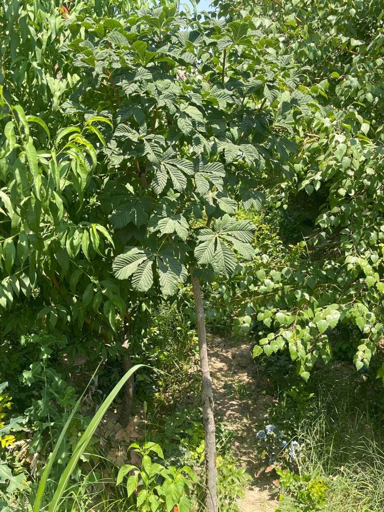 Kashtan daraxti 2-4 metr