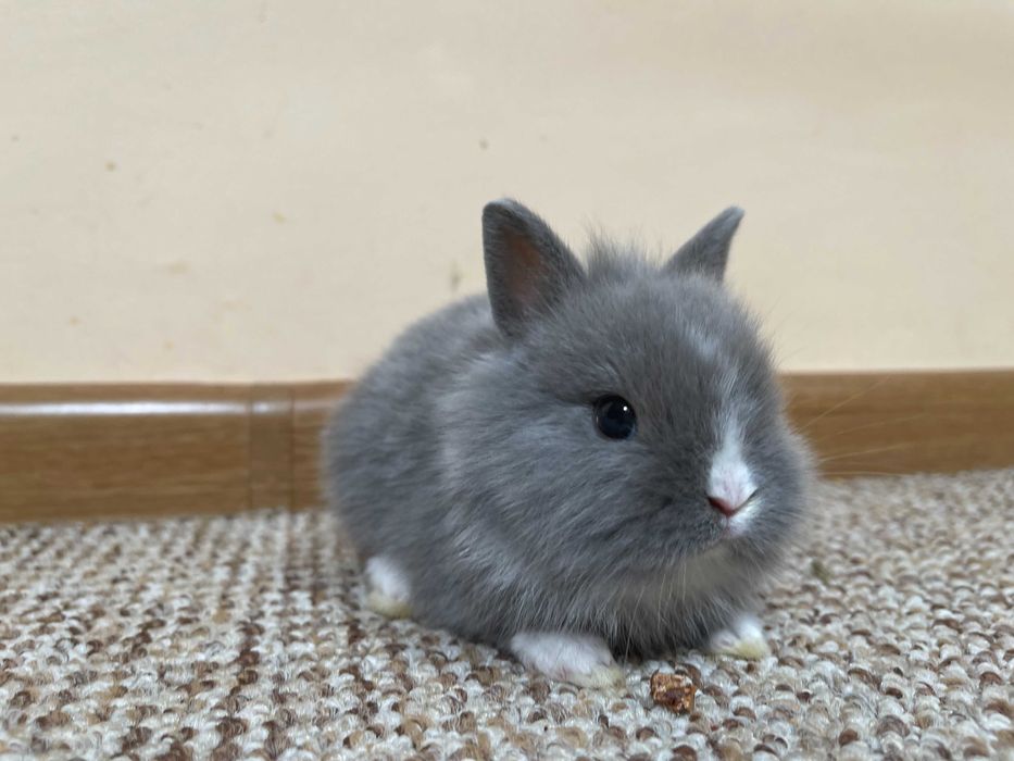 Декоративни зайчета