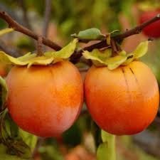 Kaki vanillia dulce