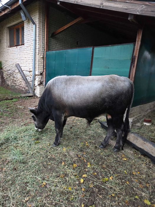 Мъжко месодайно теле