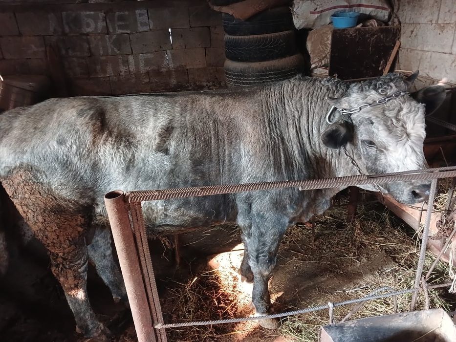 Бычок Согым Бузау