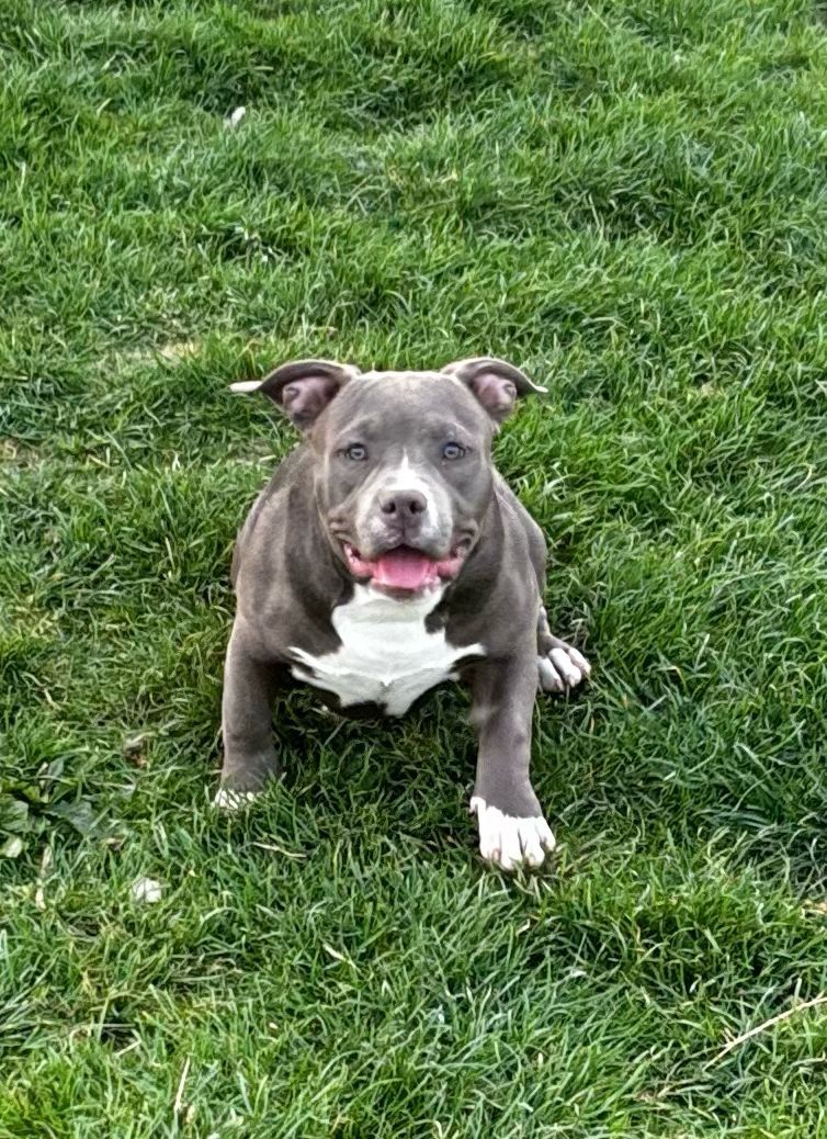 American Bully Pocket