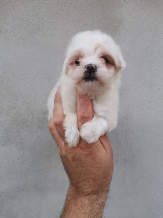 Băiețel frumușel de rasa pura bichon Maltez mini