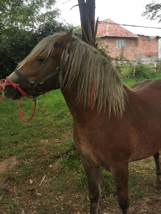 Manza frumoasa si cuminte