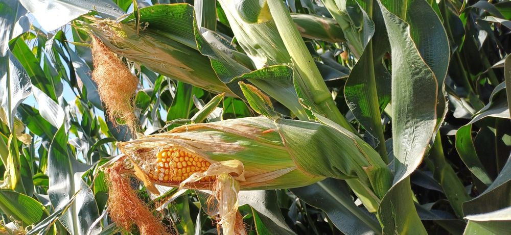 Маккажухори уруглик