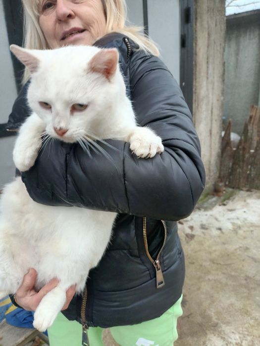 Подарява се котенце