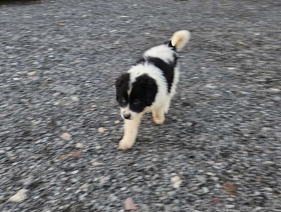 Търсим си добри стопани