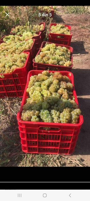 Vand strugurii de vin