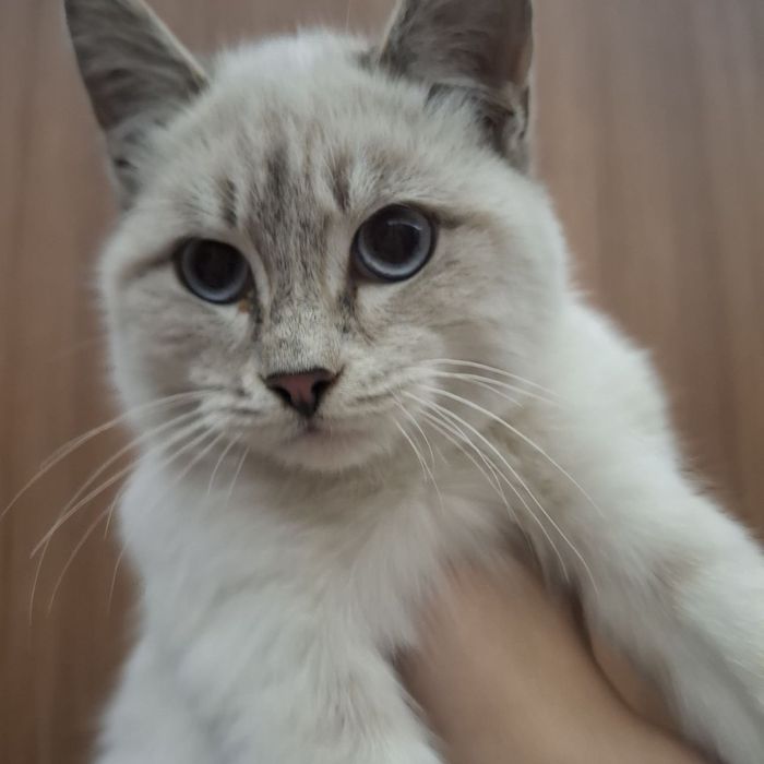 Сиамский кот, в добрые руки