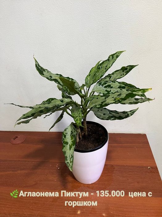 Мухоловка, Аглаонема баттерфляй,Калатея пиктурата, Хамедорея