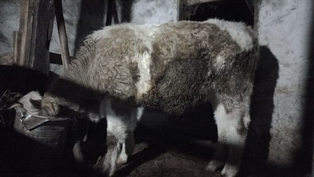 Продам кастрат 450000