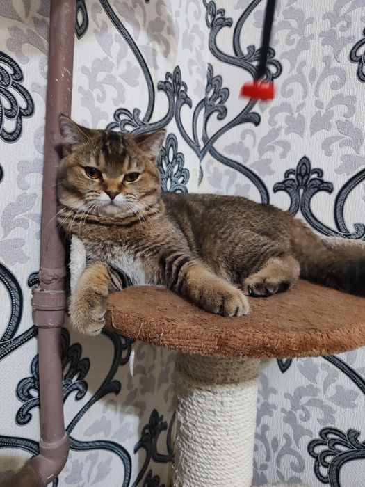 Продается британский котенок