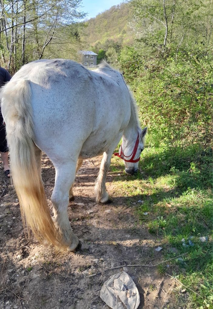 Iapă de vanzare.