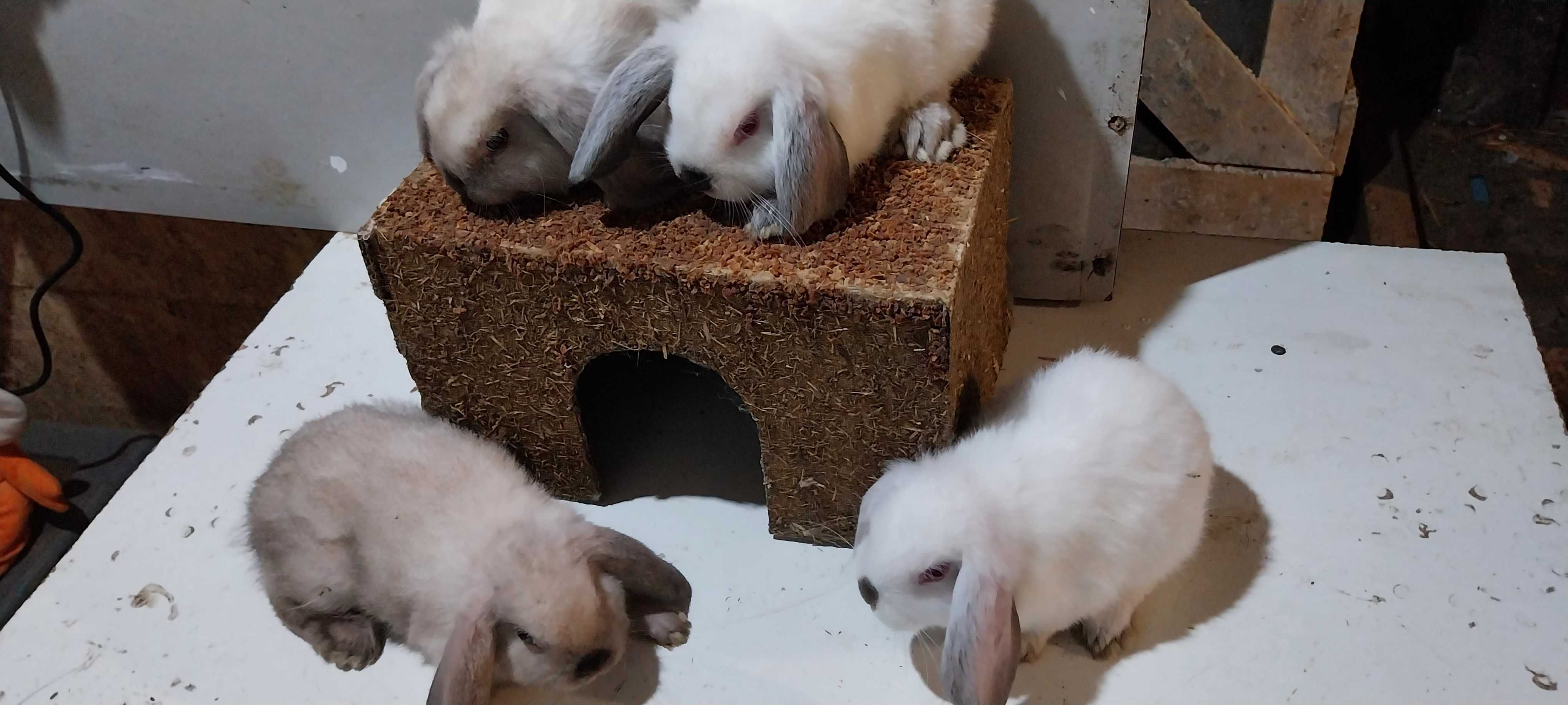 Iepuri Berbec Pitic Iepurasi Mini Lop Holland Lop Iepuri de Apartament