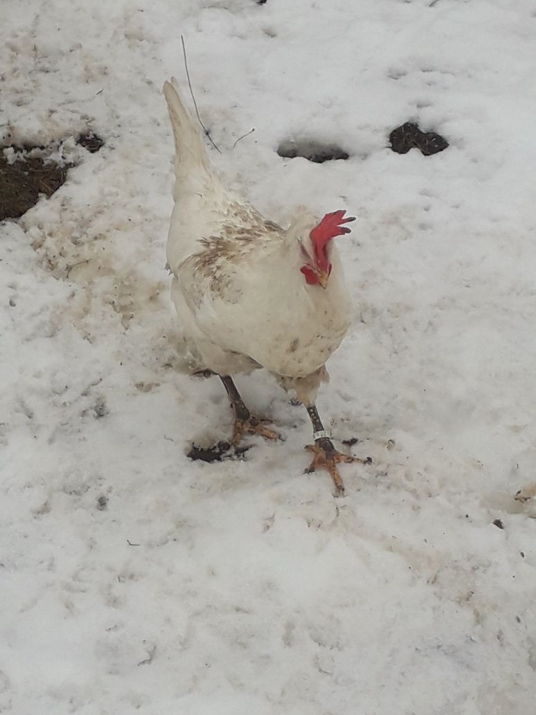 Oua pt incubat de la găini Leghorn alb