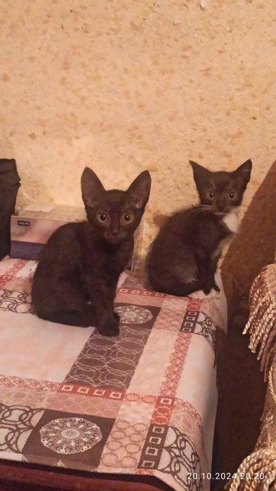 Отдам котят в хорошие добрые руки!