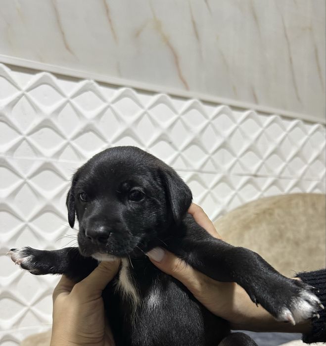 Отдаем в хорошие руки, Джек Рассел перемешка