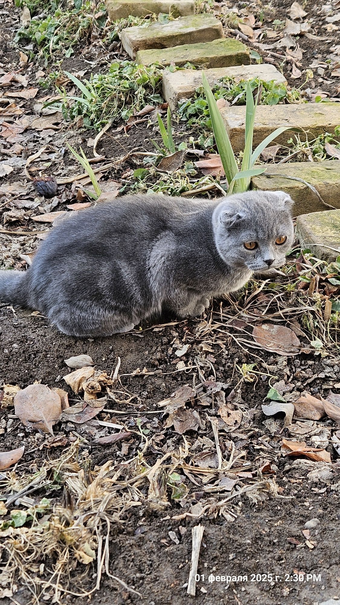 Котёнок, Шотландский фолд