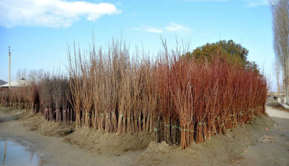 Koʻchatlar Mevali manzarali kochatlar kuchatlar