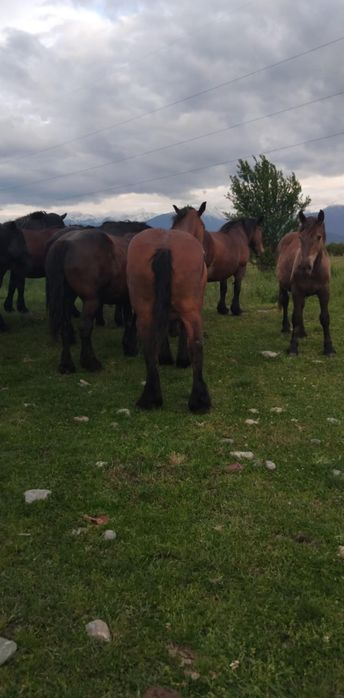 Mânze,Iepe fătate și gestante de vânzare