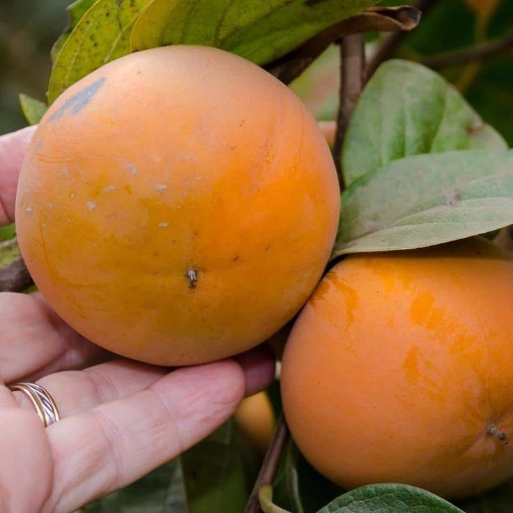 Kaki (Soiul Rosseyanka )