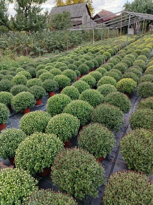 Vand crizanteme engross/la bucata