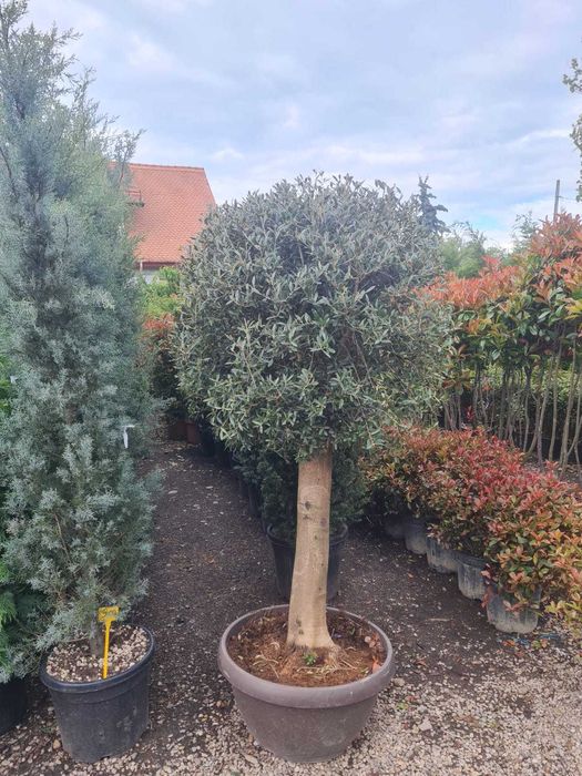 Palmier Cycas , Trachycarpus , magnolia Grandiflora, Maslin