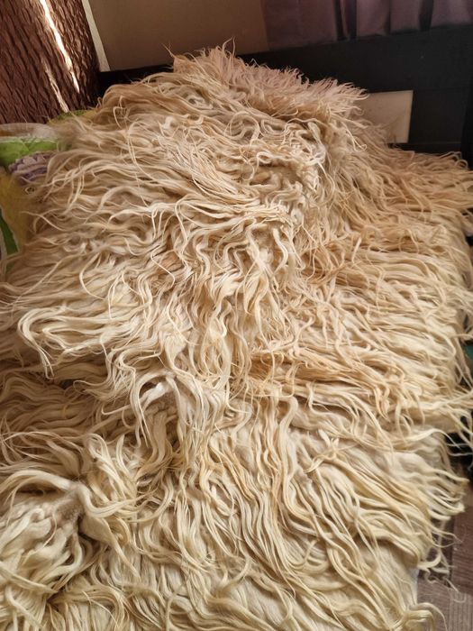 Дълъг косъм Козяк / Халище / Губер / Китеник