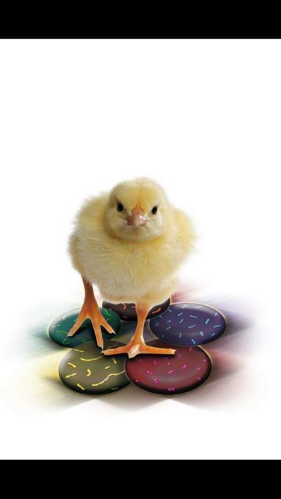 tarata furajera concentrate