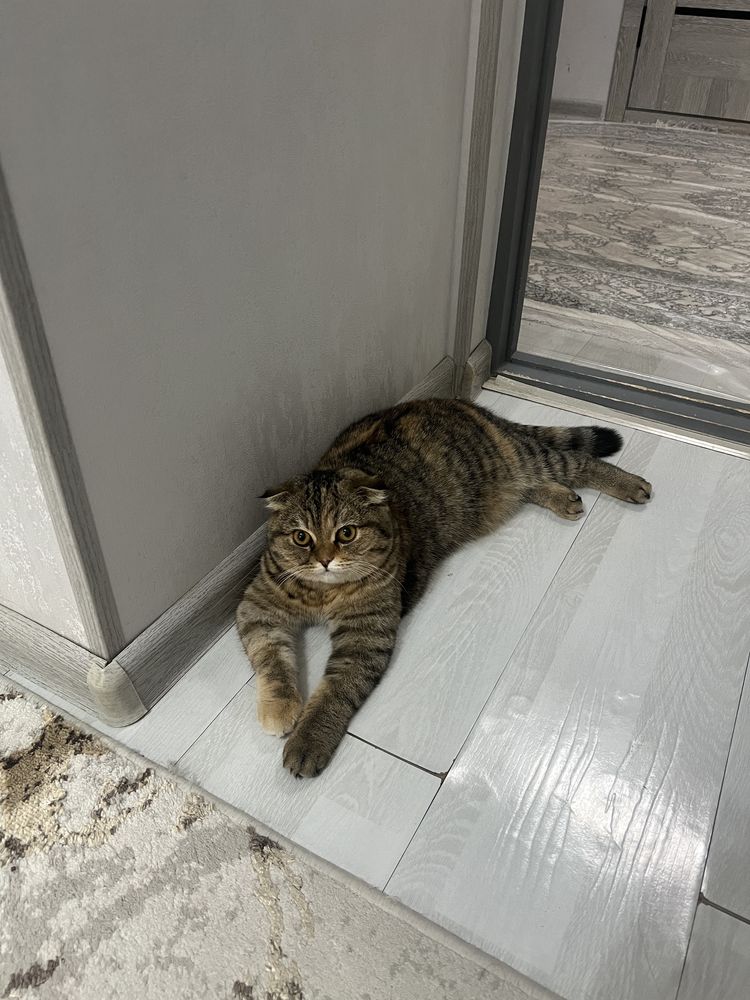 Кошка пародистая