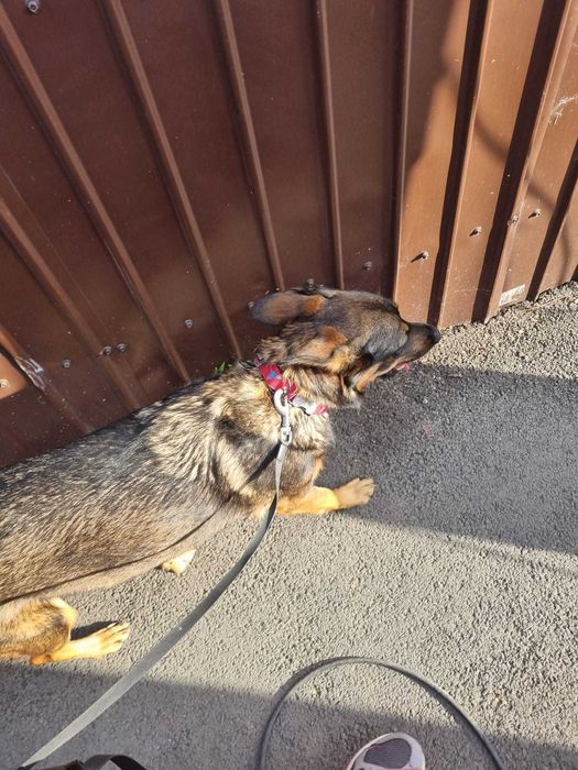 Petsitter / cazare animalute / dog walker Bucuresti