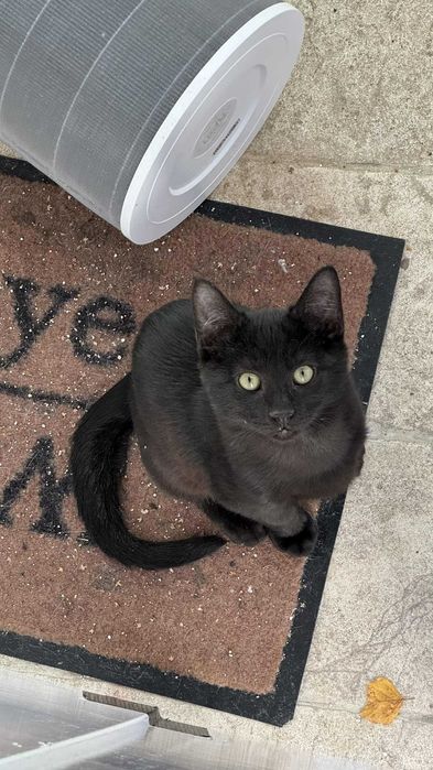 Pisoi de adoptat