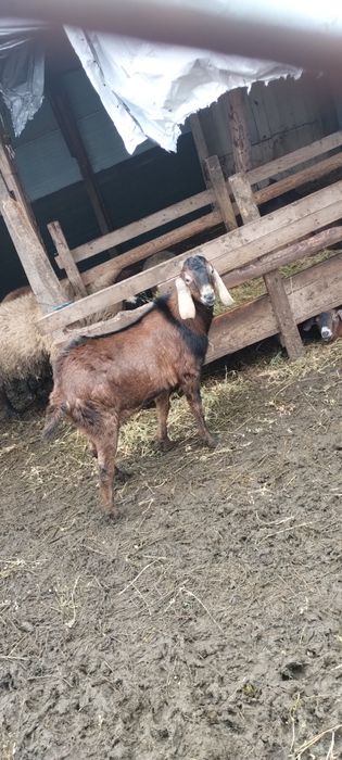 Vand tap de rasa originala urgent