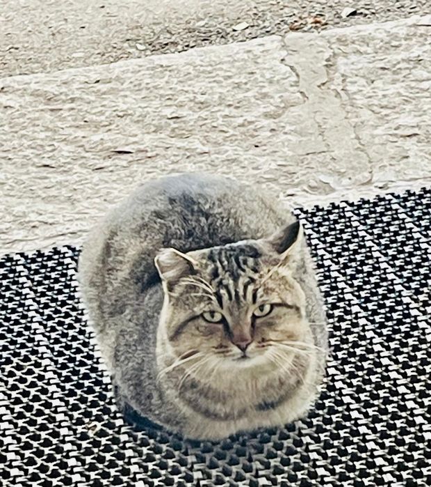 Котик-медвежонок только в любящий дом