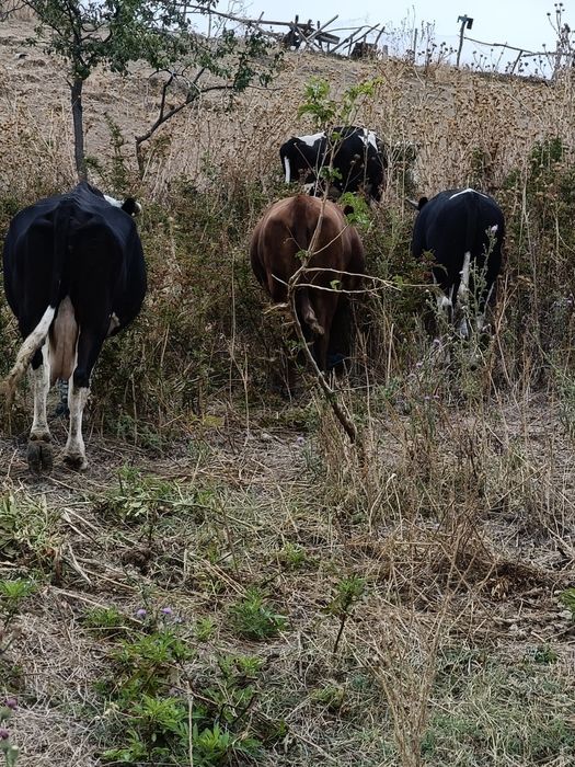 4 vaci gestante și un taure de vanzare