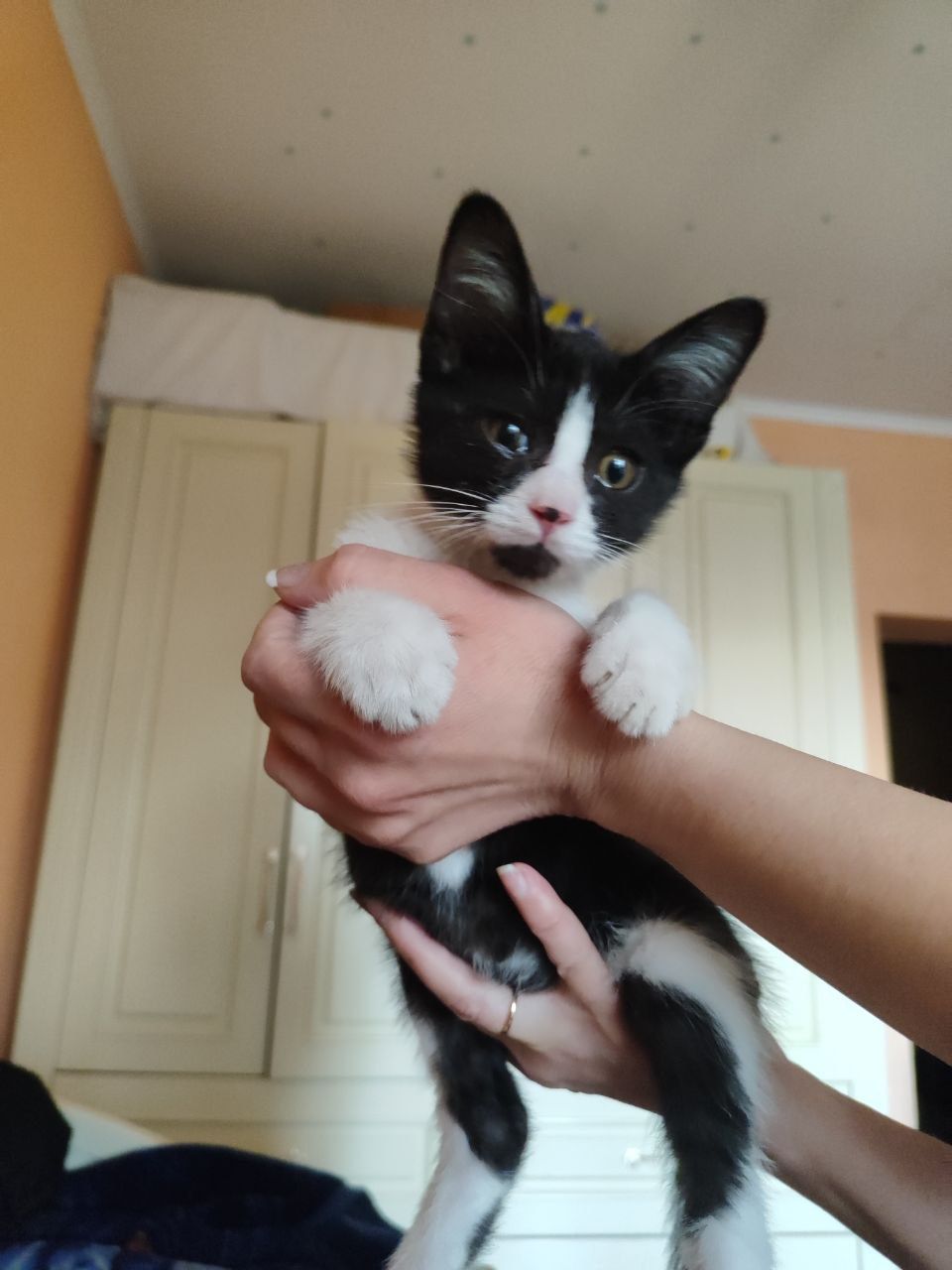 Отдам даром котенка