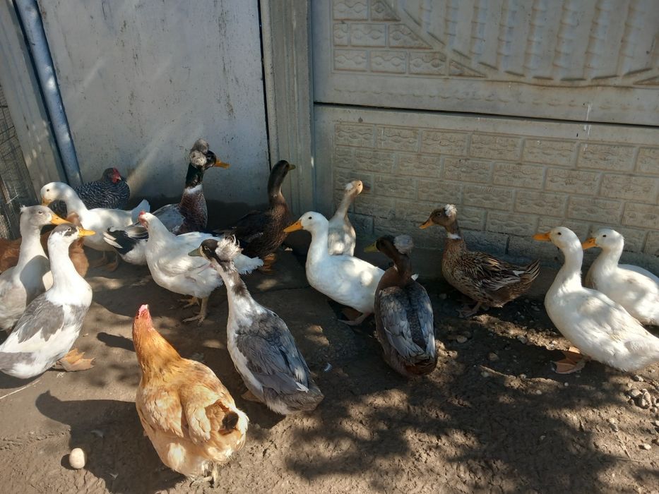 Vând rațe romanești