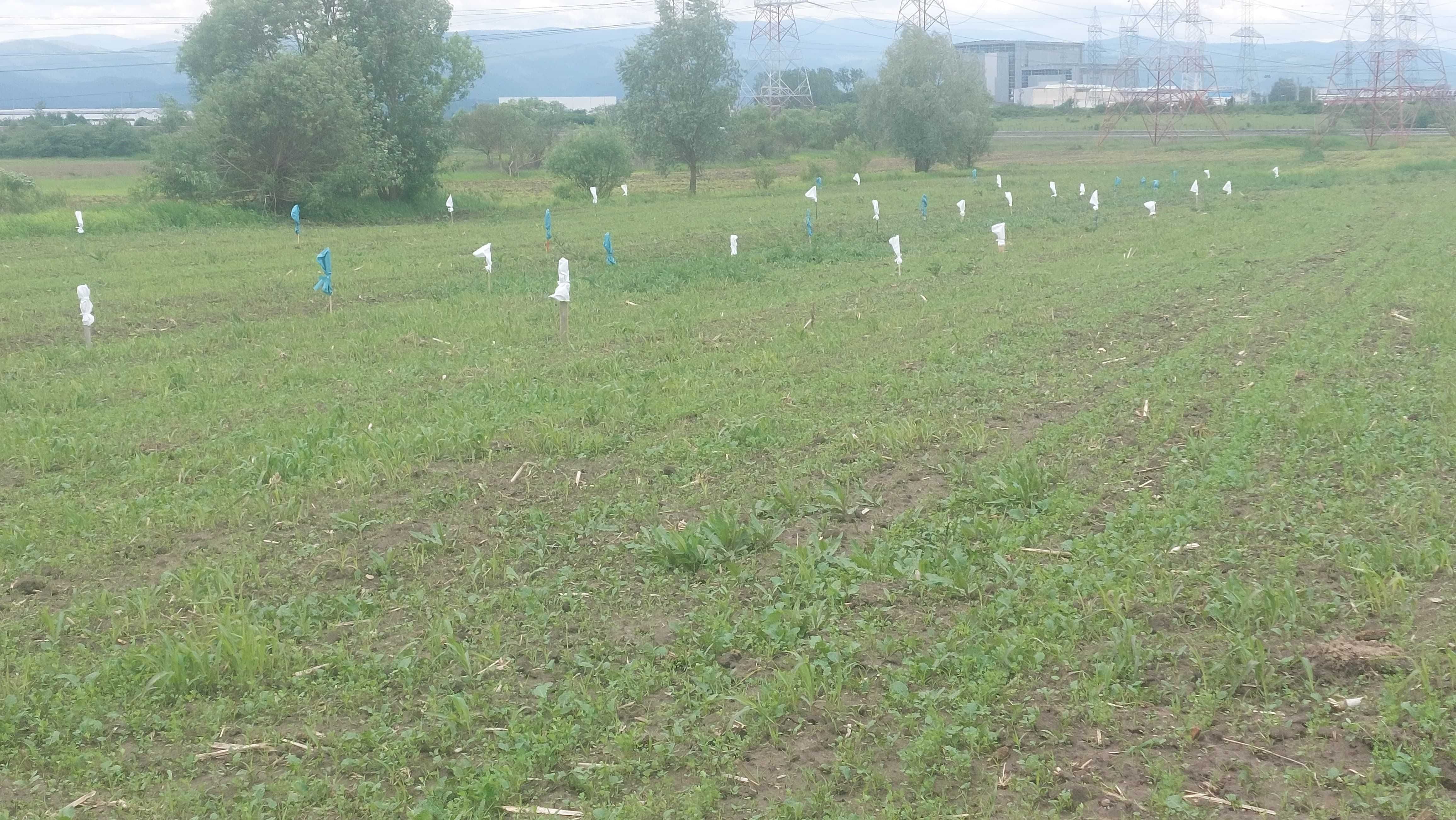 Teren pt cabane zona DEALUL DAII - SIBIU