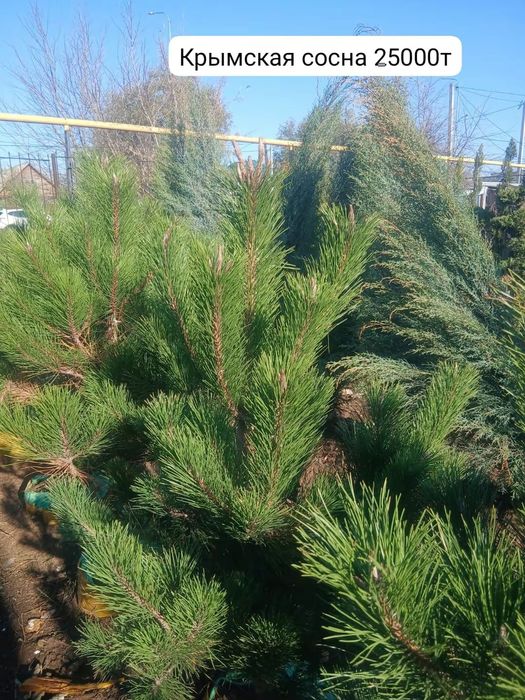 Крымская сосна и обыкновенная