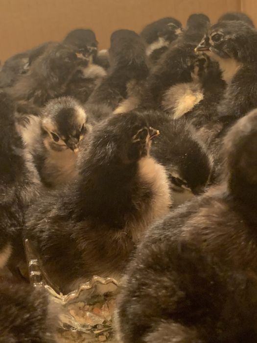 Vand oua Australorp