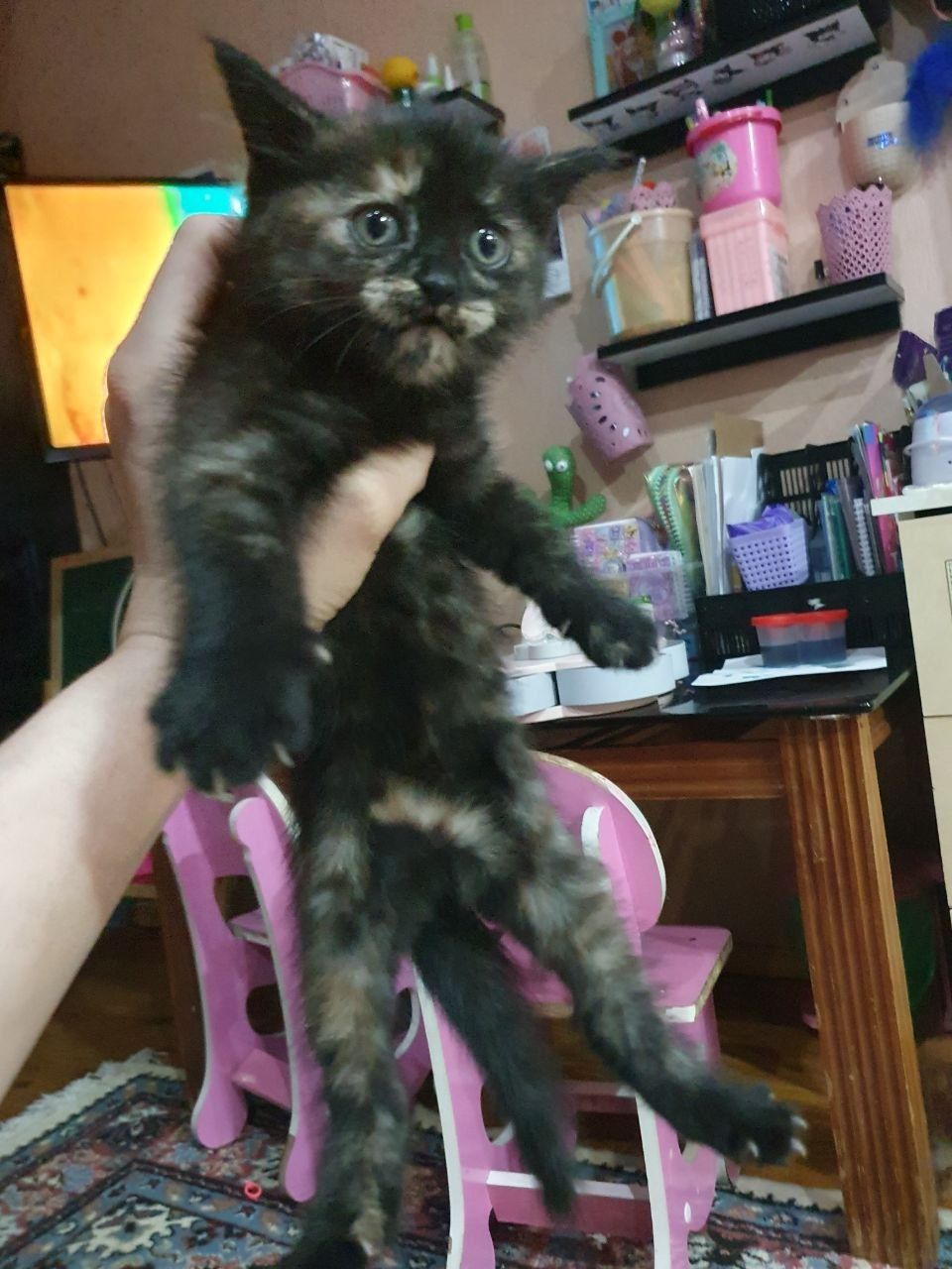 Котята в хорошие руки