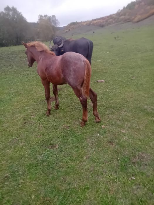 Vând mânz de 5 luni