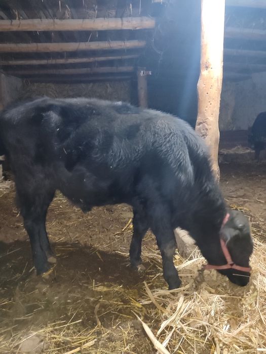 Новвосча сотилади