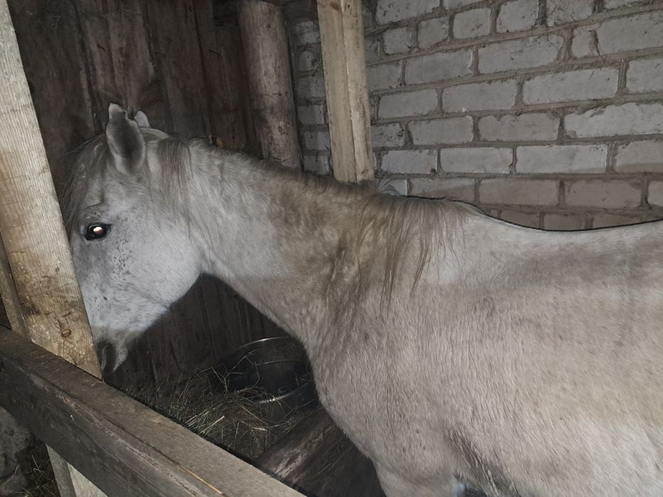 Продам кобыла жерёбая можна на племя  стоит на откорме