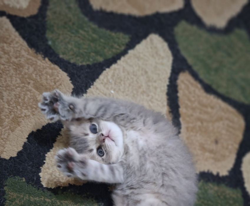 Кошки Скоттиш Страйт