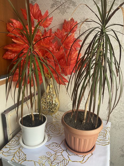 Домашний цвкток Драцена