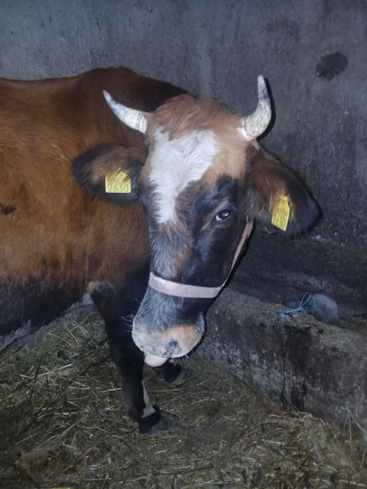 Vând vaca de 5 ani gestanta de 6 luni