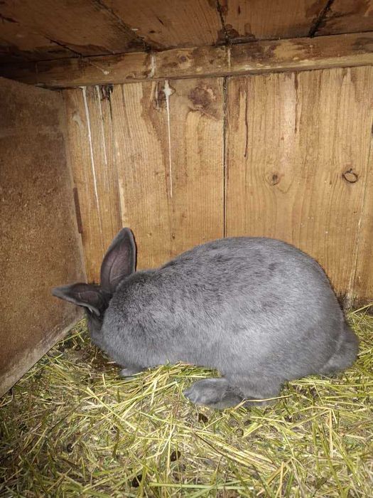 Iepure mascul Uriaș German albastru