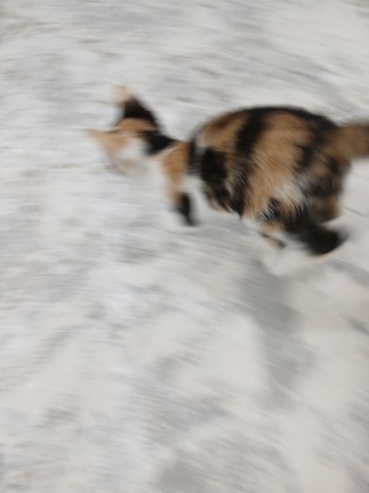 Bepul yaxshi insonlarga beriladi