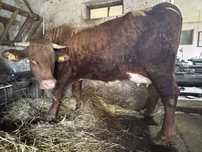 Vand vaca cu vitea Angus